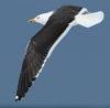 1cy fuscus in August, ringed in Finland. (81365 bytes)
